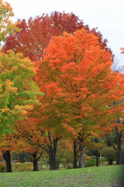 Autumn in Traverse City MI - I really hope the fall colors are in full force when we go!! Traverse City Mi, Pumpkin Leaves, Autumn Scenes, Upper Peninsula, Michigan Travel, Traverse City, Northern Michigan, Autumn Beauty, Pure Michigan