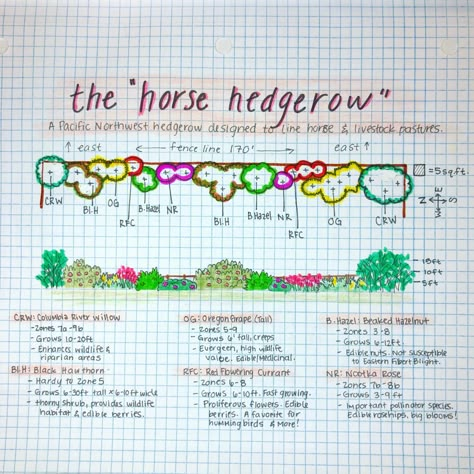 Toxic Plants For Horses, Horse Herb Garden, Hedgerow Ideas, Hedgerow Fence, Horse Pasture Ideas, Homestead Horses, Pasture Landscape, Elegant Landscaping, Horse Garden