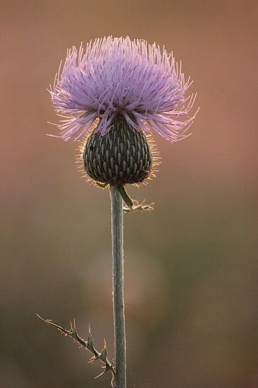 Thistle Tattoo, Roses Photography, Thistle Flower, 강아지 그림, Scottish Thistle, Purple Flower, Flower Pictures, Botanical Illustration, Pretty Flowers