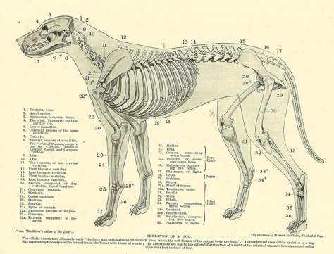 Anatomy Images, Anatomy Bones, Skeleton Anatomy, Bone Books, Dog Anatomy, Skeleton Drawings, Dog Skeleton, Animal Skeletons, Skeleton Illustration