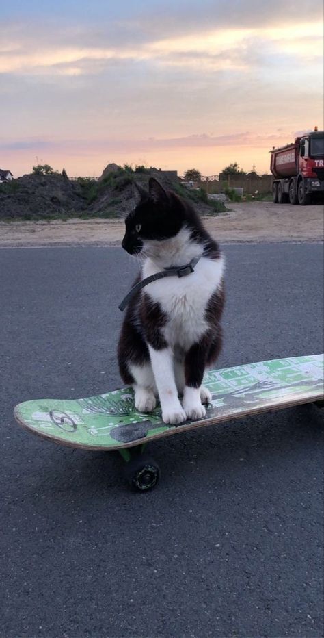 Skate Vibes, Skateboard Aesthetic, Skater Vibes, Skater Aesthetic, Cool Skateboards, Skateboard Design, I Love Cats, Silly Cats, My Vibe