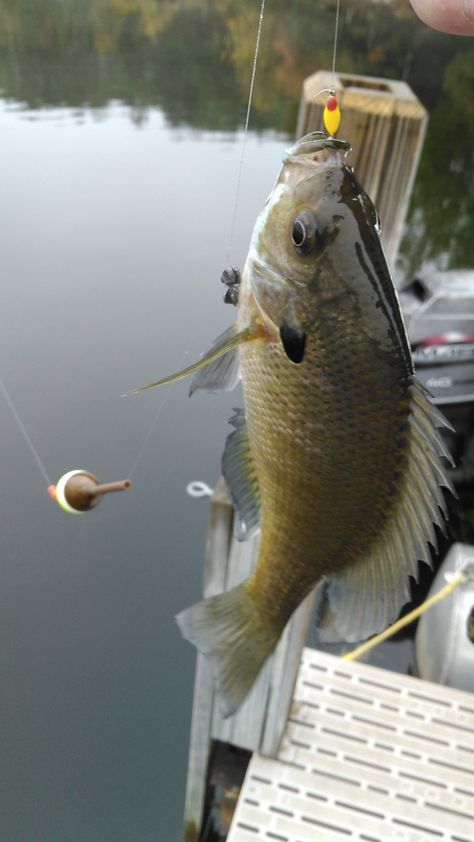 Nice bluegill on a Custom Jigs and Spins Demon ice jig, slip float and wax worm.  Add to your panfish arsenal to catch more fish Canada Fishing, Fish Aesthetic, Fishing Aesthetic, Fish On A Hook, Crappie Fishing Tips, Fishing Photos, Fish Artwork, Dull Colors, Fishing Pictures