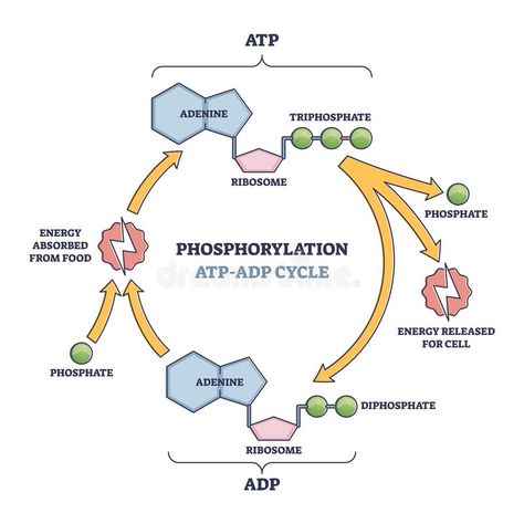 Phosphorylation ATP, ADP cycle with detailed process stages outline diagram. Labeled educational energy conversion and absorption from food to make phosphate vector illustration Atp Adp Cycle, Atp Biology, Biology Drawing, Oxidative Phosphorylation, Cycle Drawing, Biology Diagrams, Diagram Illustration, Biology Worksheet, A Level Biology