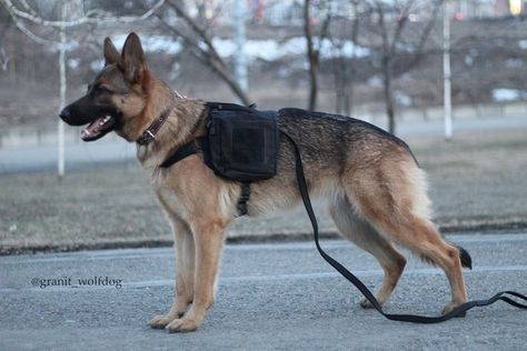 German Shepherd Working Line, Sable German Shepherd, Belgian Malinois Dog, Malinois Dog, Gsd Puppies, Coban, Belgian Malinois, Fluffy Animals, Guard Dogs