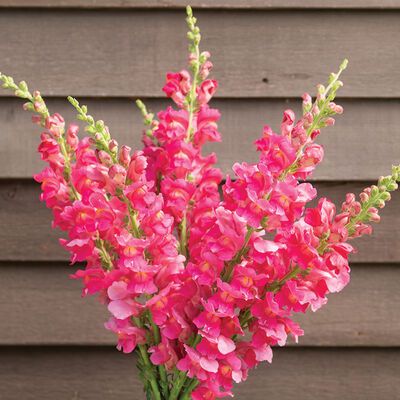 Snapdragon Flowers, Strawberry Seed, Bush Beans, Heirloom Vegetables, Spring 2025, Outdoor Decorating, Grow Kit, Group 2, Plant Spacing