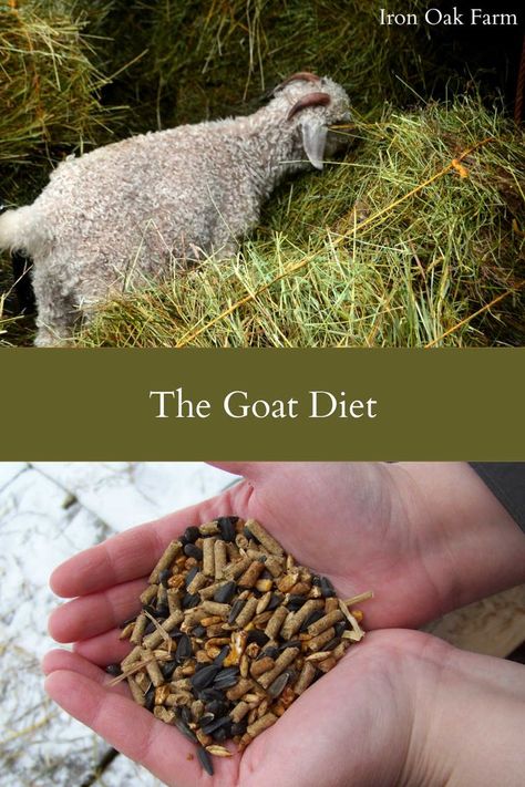 Mineral Buffet For Goats, Goat Feeders Ideas Hay, Goat Feeder Ideas For Grain, Goat Pasture, Goat Treats, Trimming Goat Hooves, Goat Feed, Survival Knowledge, Nigerian Goats