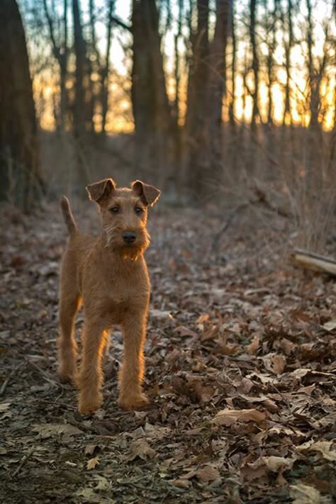 Irish Terriers are so beautiful. Irish Animals, Irish Terrier Puppies, Celtic Dog, Friendship Couple, Welsh Terrier, Irish Terrier, Terrier Breeds, Wire Fox Terrier, Terrier Puppies