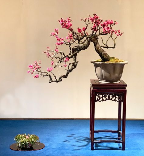 A Private Visit to Omiya Bonsai Village – Valavanis Bonsai Blog Cherry Bonsai, Cherry Blossom Bonsai Tree, Prunus Mume, Bonsai Tree Types, Flowering Quince, Orchid Show, Bonsai Styles, Indoor Bonsai, Bonsai Art