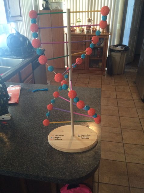 DNA model project with styrofoam Dna Model Project Ideas Biology, Dna Model Project Ideas, Dna Model Project, Upcycle Fashion Diy, Dna Project, Biology Projects, Dna Model, Woodworking Classes, Double Helix