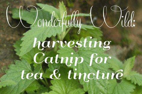 Catnip Tincture Benefits, Catnip Tincture, Appalachian Magic, Herbs For Sleep, Catnip Plant, Medicine Garden, Wild Foraging, Harvesting Herbs, Herbal Tinctures