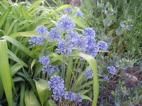 Allium caeruleum (azureum) Late season flowering allium Roy Diblik, Allium Caeruleum, Allium Nectaroscordum, Allium Cernuum, Allium Flavum, Allium Schoenoprasum, Perennial Garden, Shade Garden, Onions