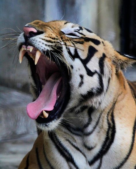 Animal Drawing Reference Photo, Tiger Reference Photo, Tiger Reference, Tiger Photo, Animals In Action, Royal Bengal Tiger, Animal Reference Photos, References Animals, Tiger Conservation