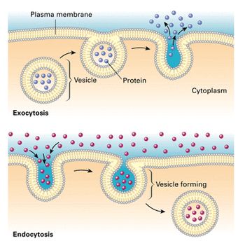 1.4 Membrane transport - BIOLOGY4IBDP Facilitated Diffusion, Passive Transport, Tissue Biology, Biology Humor, A Level Biology, Science Cells, Plasma Membrane, Physics Books, Biology Classroom