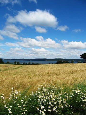 Denmark Landscape, Kingdom Of Denmark, Summer Houses, Scandinavian Countries, Landscape Scenery, Rural Landscape, Copenhagen Denmark, Modern Landscaping, Patterns In Nature