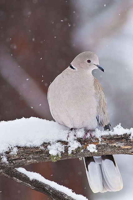 Dove, Colorado Dove Pigeon, Bird Sitting, Winter Beauty, White Bird, Bird Pictures, All Birds, Pretty Birds, Pics Art, Winter Colors