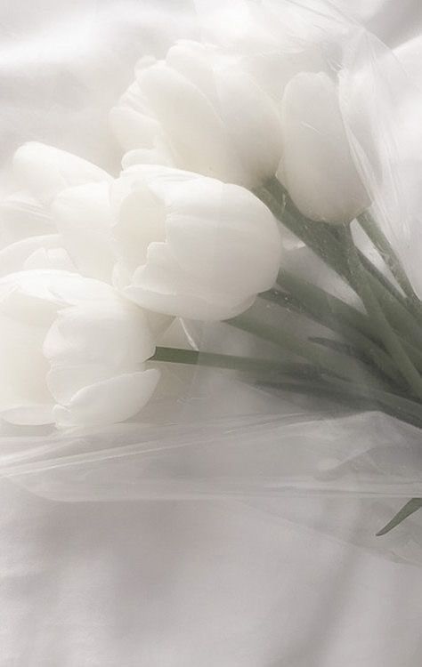 White + Core + Aesthetic, Tulips Aesthetic, White Flower Wallpaper, 헬로키티 배경화면, White Wallpaper For Iphone, White Tulips, 背景 シンプル, + Core + Aesthetic, Black And White Aesthetic