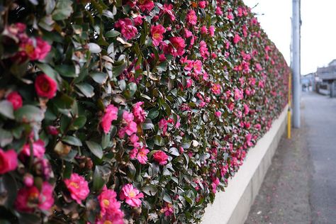 Pink Camellia Hedge via Akihiko Nakano on Flickr Hedging Ideas, Camellia Hedge, Camellia Plant, Nelson Bay, Citrus Garden, Garden Hedges, Specimen Trees, Ideas Backyard, Back Gardens