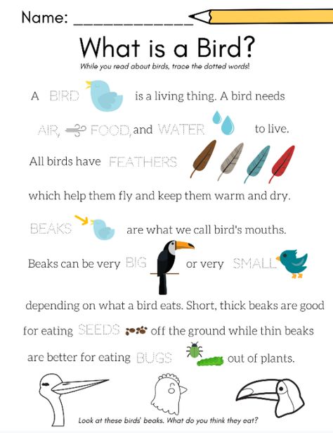 Theme Birds Preschool Activities, Bird Activities First Grade, Bird Unit Study Kindergarten, Parts Of A Bird Preschool, Birds Activities For Preschool, Bird Craft For Kindergarten, Bird Worksheets Preschool Free Printable, All About Birds Preschool, Birds Projects For Kids