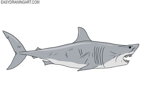 great white shark drawing lesson Shark Outline Drawing, Shark Drawing Easy, Great White Shark Sketch, Shark Open Mouth Drawing, Great White Shark Pencil Drawing, Great White Shark Drawing, Great White Shark Illustration, Shark Head, Shark Drawing