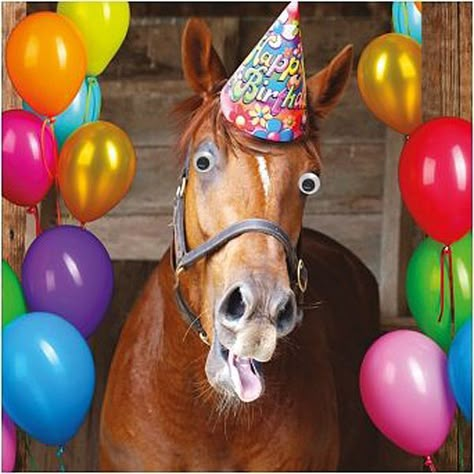 Funny Horse Birthday Card Goggly Moving Eyes, Party Hat & balloons Greeting Card Funny Happy Birthday Pictures, Birthday Wishes Messages, Birthday Wishes Funny, Horse Birthday, Happy Birthday Funny, Birthday Quotes Funny, Happy Birthday Pictures, Funny Happy Birthday, Wishes Messages