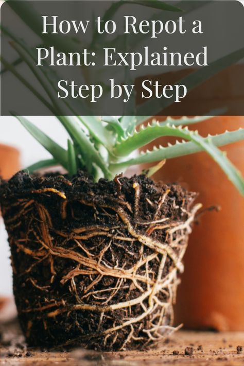 Replanting House Plants, Repotting Indoor Plants, Repotting Plants Houseplant, How To Re Pot Plants, Re Potting Plants Houseplant, How To Pot A Plant, How To Repot House Plants, How To Replant Plants, How To Repot A Plant