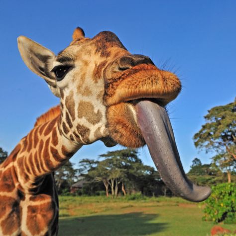 That tongue... Silly Giraffe, Giraffe Tongue, Giraffe Pictures, German Shepherd Funny, Magical Nature, Nature Tour, A Giraffe, The Tongue, Majestic Animals