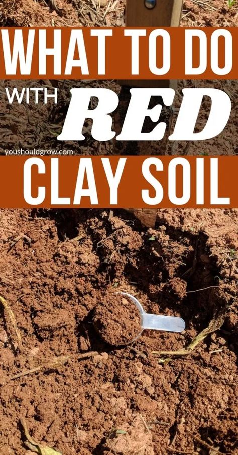 Clay Soil Gardening, Plants That Grow In Clay Soil, Gardening In Clay Soil, Plants Clay Soil, Plants For Clay Soil, Save Soil, Soil Amendments For Clay Soil, Germinate Seeds, Slope Garden