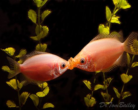 Kissing Gourami, Tropical Fish Tanks, Tropical Freshwater Fish, Life Under The Sea, Freshwater Aquarium Fish, Art Fish, Two Fish, Underwater Creatures, Underwater Life