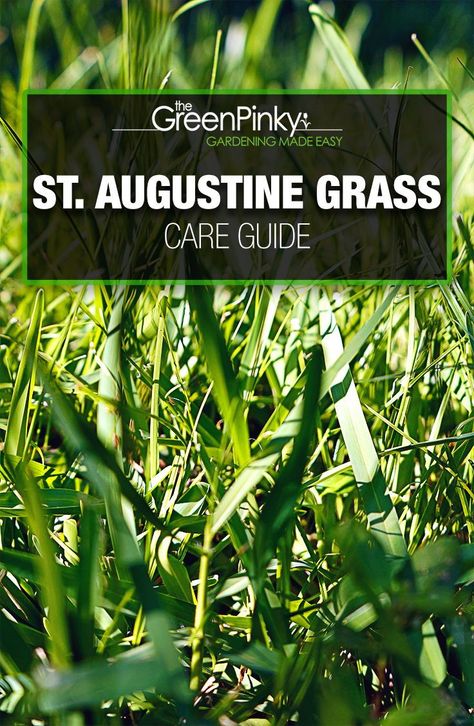 St Augustine Grass Care Florida, St Augustine Grass Care Texas, St Augustine Grass Care, St Augustine Grass, Lawn Weeds, Florida Trees, Backyard Goals, Rainbow Circle, Lawn Care Tips