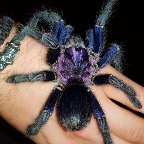 Purple Pinktoe Tarantula, Purple Tarantula, Pink Tarantula, Pinktoe Tarantula, Pet Tarantula, Purple Spider, Pet Spider, B Line, Purple Bird