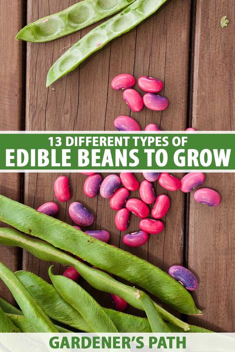 Types Of Beans To Grow, Grow Beans, Growing Beans, Sustainable Farm, Fresh Eating, Kinds Of Beans, Vegetable Benefits, Types Of Beans, Growing Lettuce