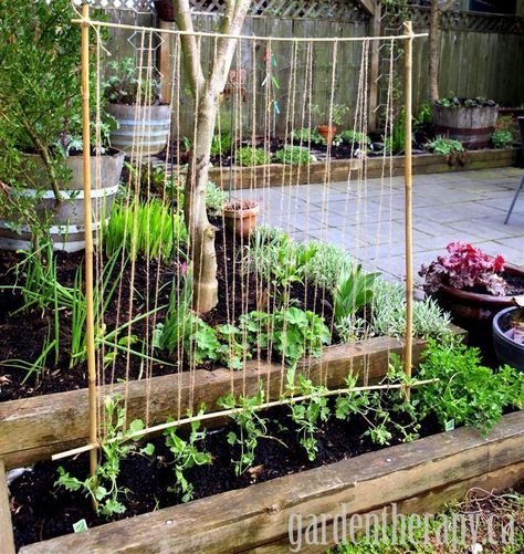 For plants that like to climb, like the peas seen here, a trellis made of bamboo and twine is helpful — and pretty! Get the tutorial at Garden Therapy »  - GoodHousekeeping.com Simple Trellis, Pea Trellis, Diy Garden Trellis, Diy Trellis, Garden Vines, Backyard Pergola, Secret Gardens, Veg Garden, Have Inspiration