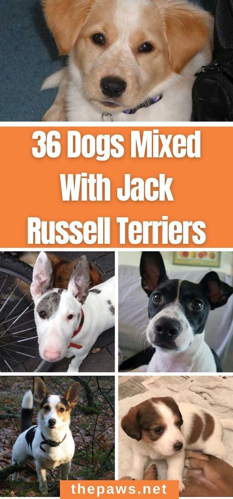 If you’re a fan of the Jack Russell Terrier, you’re sure to love this list of Jack Russell mix-breed dogs. Russell Terrier Dog, Jack Russell Terrier Mix Dogs, Jack Russell Dachshund Mix Dogs, Jack Russell Mixed Breeds, Jack Russell Chihuahua Mix Dogs, Jack Russell Chihuahua Mix, Mix Breed Dogs, Rat Terrier Puppies, Chien Jack Russel