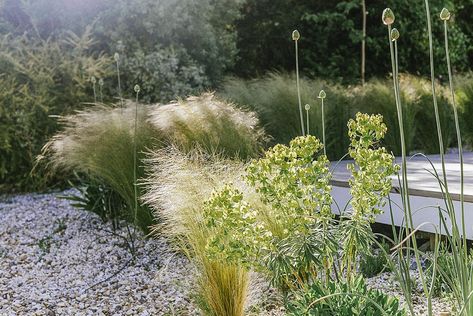 When Vanessa Barlow and Jethro Marshall bought their midcentury house in the British coastal town of West Dorset 11 years ago, the existing large lawn (whi Pool Fencing Landscaping, Small Garden Plans, Beach House Garden, Plant Combos, Desert Gardening, British House, Coastal Garden, Midcentury House, College Projects