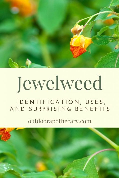 Jewelweed Benefits, Touch Me Not Plant, Outdoor Apothecary, Wild Crafting, Natural Path, Herbs List, Bushcraft Shelter, The Tiny Seed, Medicinal Herbs Garden