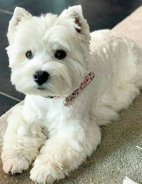 West Terrier, Westie Puppies, Westie Dogs, White Terrier, West Highland Terrier, White Dog, Cute Dogs And Puppies, Baby Dogs, Little Dogs