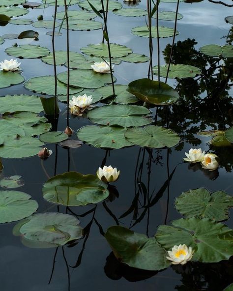 Water Shadow, Lilly Pond, Water Lily Pond, Vertical Landscape, Water Lilly, Lily Plants, Lily Pond, Princess And The Frog, Painting Inspo