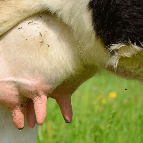 🌿 Udderly Soft, crafted by Dr. Sarah, a renowned large animal veterinarian, for the comfort and health of your dairy cows. 🐄 🍃 Udderly Soft is a 100% oil-based salve, perfect for tackling udder edema, mastitis, and other udder-related issues. It's your go-to solution for healing damaged and cracked teats, as well as infected or inflamed udders. 🔬 Effective against bacterial, viral, and fungal infections, Udderly Soft ensures comprehensive care for your herd. 🌼 Key Natural Ingredients: Ses... Large Animal Veterinarian, Dairy Cow Art, Cow Photos, Dairy Cows, Cow Art, Beltane, Mixed Media Projects, Large Animals, Animal Photo