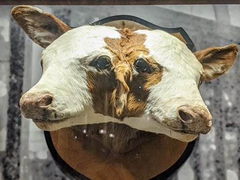 Two Headed Calf, Wet Specimen, Taxidermy Art, Vulture Culture, Atlas Obscura, Two Heads, Georgia State, Atlanta Georgia, Art Portfolio