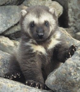 Wolverine baby! So cute!! Baby Wolverine, Wolverine Animal, Wanna Cuddle, Kindred Spirits, Majestic Animals, Silly Animals, Character Poses, Cool Pets, Ring Ring