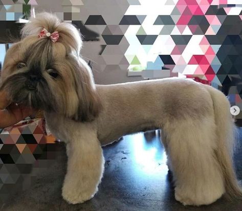 Top 10 Popular Shih Tzu Haircuts (30+ Pictures) | Page 3 of 10 | The Paws Shih Tzu Humor, Lion Haircut, Shih Tzu Haircuts Grooming, Dog Mohawk, Shitzu Haircuts, Shih Tzu Long Hair, Shih Tzu Hair Styles, Shih Tzu Puppy Cut, Dog Grooming Diy