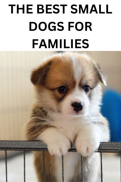 Best Small Dog Breeds for Families | Labrottie.com Small Family Dogs, Dog Breeds For Families, Cutest Small Dog Breeds, Tucker The Dog, Best Small Dog Breeds, Dog Dancing, Funny Talking Dog, Family Dogs Breeds, Tiny Dog Breeds