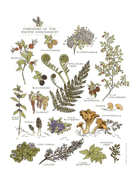 Image of Northwest Foraging Print Garden Journaling, Garden Tattoos, Botanical Tattoo, Wild Edibles, Scientific Illustration, Wild Plants, Edible Plants, Plants And Flowers, Journaling Ideas