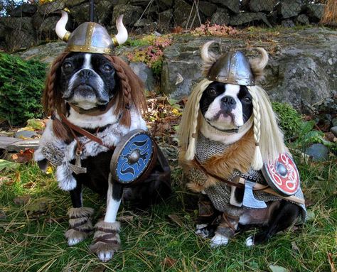 Yes! Viking dogs-must find these for my pugs! Again it just makes sense! Viking Costume, Puppies And Kitties, Dog Halloween Costumes, Funny Dog Pictures, Dog Costumes, Pet Costumes, Norse Mythology, Dog Halloween, Dog Names