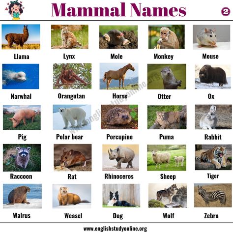 List of Mammals: 50+ Popular Mammal Names with Examples and ESL Pictures - English Study Online Animals Name List, Mammals Animals, Baby Polar Bears, Easy English, Animal Flashcards, Australian Outback, Word Choice, Pig Farming, Horse Names