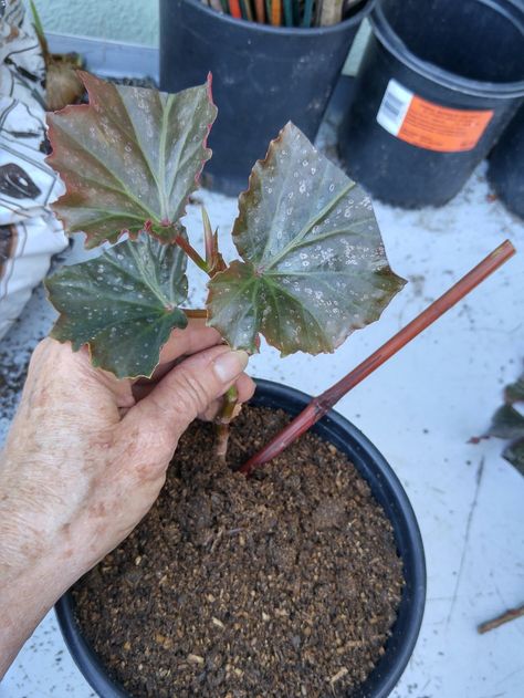 How To Root Begonia Cuttings, How To Propagate Begonias, Victory Garden, Shade Flowers, Inside Plants, New Roots, Patio And Garden, Plant Cuttings, Plant Roots