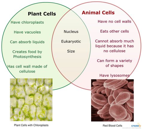 Plant vs Animal cells venn diagram for educational purposes.  #venn #diagram Plant Vs Animal Cell, Cell Biology Notes, Plant Cell Diagram, Cell Diagram, Animal Cells, Cells Worksheet, Cell Parts, Plant And Animal Cells, Plant Cells