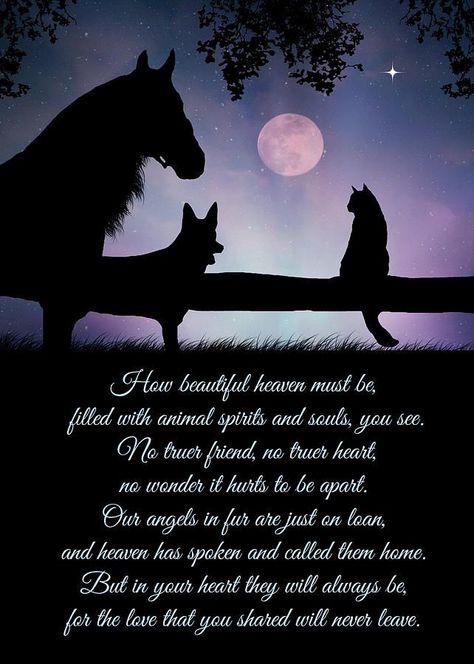 Horse Photograph - Pet Sympathy Heaven Memorial Poem For Bereavement by Stephanie Laird | Pet bereavement, Pet sympathy, Pet grief Horse Poems, Pet Heaven, Equestrian Memes, Spiritual Poems, Pet Poems, Miss My Dog, Inspirational Horse Quotes, Horse Riding Quotes, Dog Poems