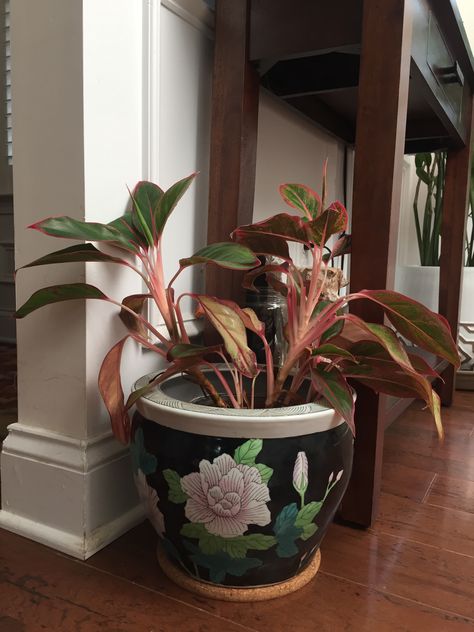 Red Aglaonema in a Chinese fishbowl 🐟🌿💕 Bowl Planter Ideas, Red Aglaonema, Chinese Fish, Planter Decor, Bowl Planter, Planter Ideas, Decorative Planters, Fish Bowl, Urban Jungle