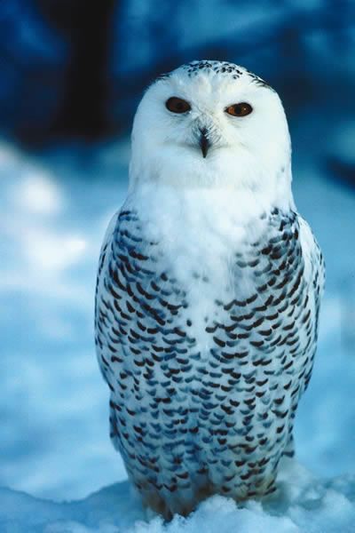 Snowy Owl Arctic Owl, Animal Facts For Kids, Owl Moon, Owl Photography, Polar Animals, Snow Owl, Owl Photos, Owl Pictures, Beautiful Owl